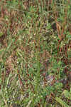 Canadian horseweed